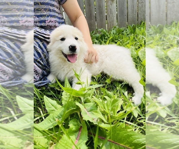 Medium Photo #15 Maremma Sheepdog Puppy For Sale in CONNEAUT, OH, USA