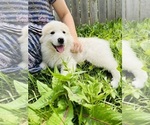 Small #14 Maremma Sheepdog