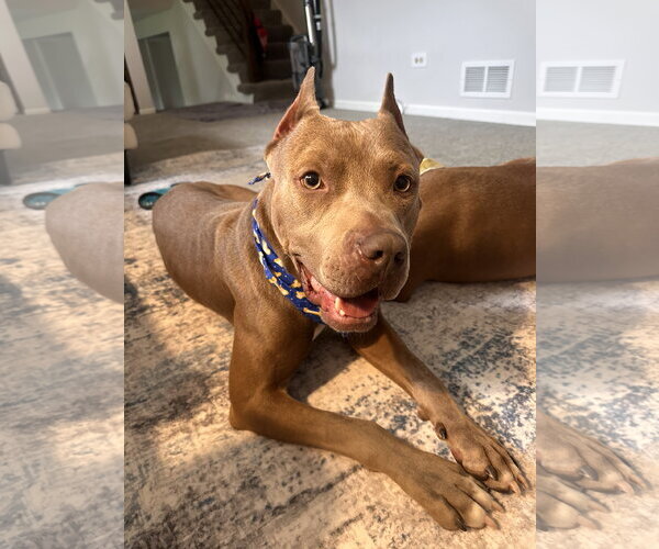 Medium Photo #4 American Pit Bull Terrier Puppy For Sale in Techny, IL, USA