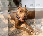 Small #3 American Pit Bull Terrier
