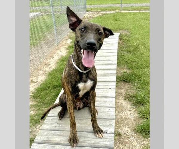 Medium Photo #1 Mutt Puppy For Sale in Conroe, TX, USA