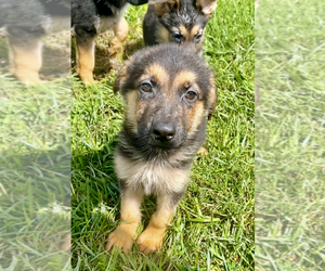 German Shepherd Dog Puppy for sale in RIGA, MI, USA