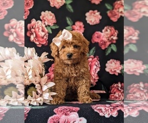 Poodle (Miniature) Puppy for sale in NEW PROVIDENCE, PA, USA