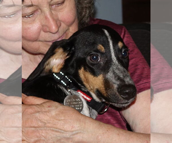 Medium Photo #2 Beagle-Unknown Mix Puppy For Sale in Doylestown, PA, USA