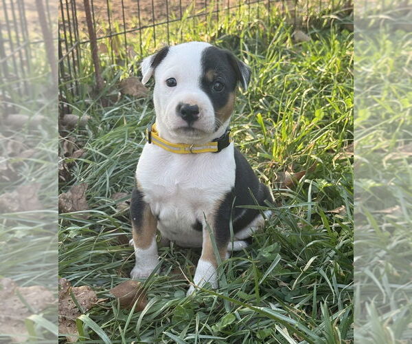 Medium Photo #4 Australian Shepherd-Unknown Mix Puppy For Sale in OKLAHOMA CITY, OK, USA