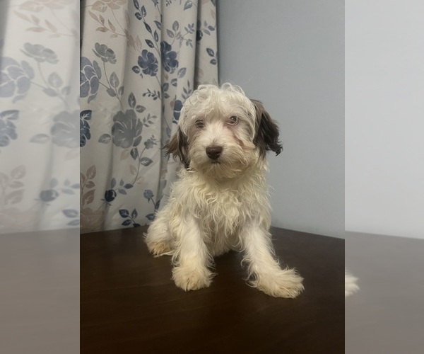 Medium Photo #25 Havanese Puppy For Sale in DURHAM, CT, USA