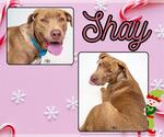Small #1 American Pit Bull Terrier-Labrador Retriever Mix