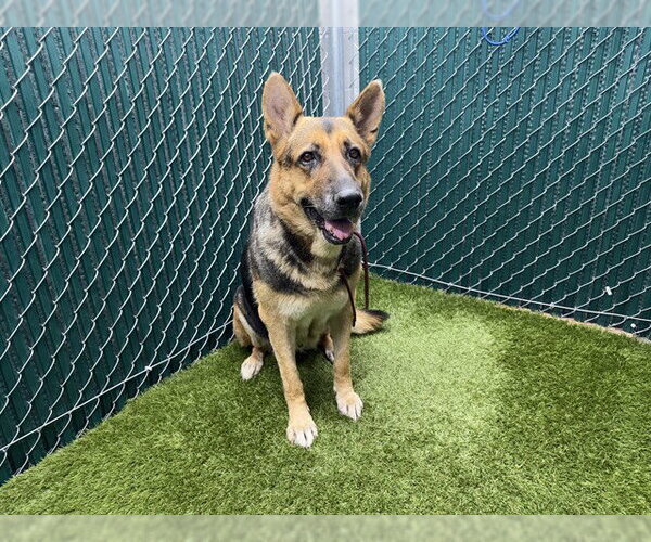 Medium Photo #1 German Shepherd Dog Puppy For Sale in Downey, CA, USA