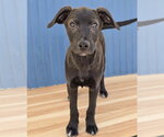 Small #5 Labrador Retriever Mix