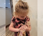Small Photo #11 Golden Retriever Puppy For Sale in CHINO HILLS, CA, USA