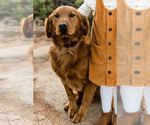 Small Photo #1 Golden Retriever Puppy For Sale in CHINO VALLEY, AZ, USA