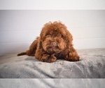 Small #1 Poodle (Toy)