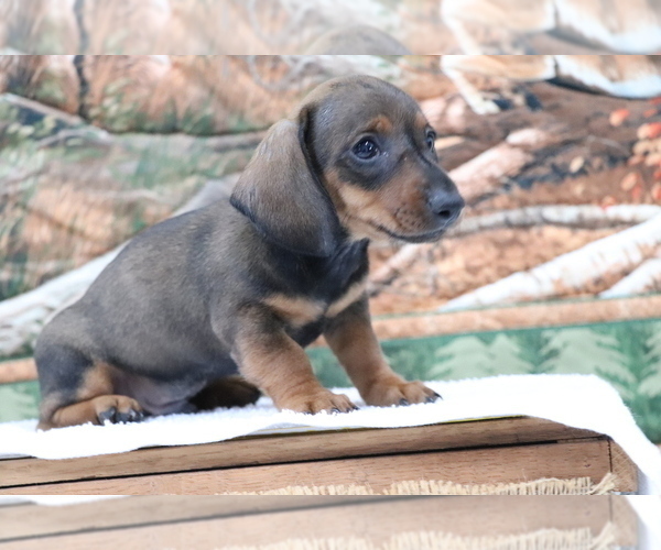 Medium Photo #3 Dachshund Puppy For Sale in SHILOH, OH, USA