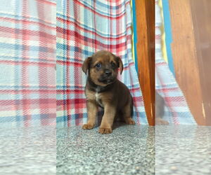 Mutt Dogs for adoption in FAIRLAWN, OH, USA