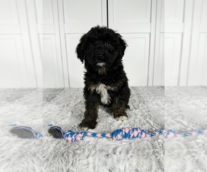Aussiedoodle Miniature Puppy for sale in GREENWOOD, IN, USA