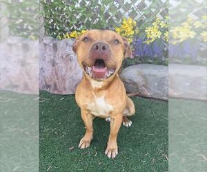Staffordshire Bull Terrier-Unknown Mix Dogs for adoption in Oklahoma City, OK, USA