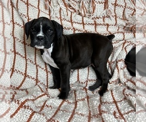 Boxer Puppy for sale in FRANKLIN, IN, USA