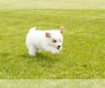 Small #2 Goldendoodle (Miniature)