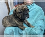 Small Photo #8 Olde English Bulldogge Puppy For Sale in VIOLA, AR, USA