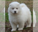 Small Photo #14 Samoyed Puppy For Sale in BAXTER, TN, USA