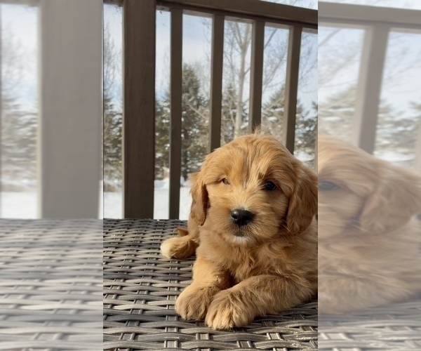 Medium Photo #12 Goldendoodle (Miniature) Puppy For Sale in RANDOLPH, WI, USA