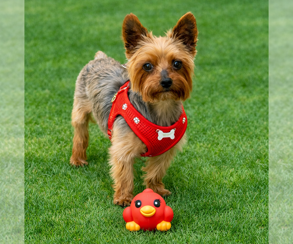 Medium Photo #8 Mutt Puppy For Sale in Allentown,, PA, USA
