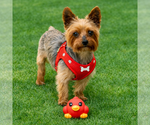 Small Photo #8 Mutt Puppy For Sale in Allentown,, PA, USA
