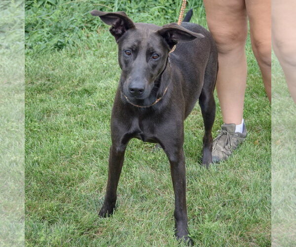 Medium Photo #4 Doberman Pinscher-Unknown Mix Puppy For Sale in Huntley, IL, USA