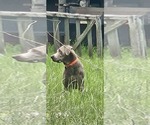 Small Photo #1 Shepradors Puppy For Sale in CATAULA, GA, USA