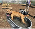 Small American Pit Bull Terrier Mix
