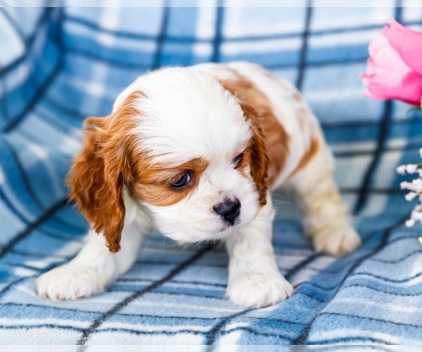 Medium Photo #2 Cockalier Puppy For Sale in WAKARUSA, IN, USA