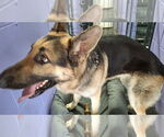Small #52 German Shepherd Dog