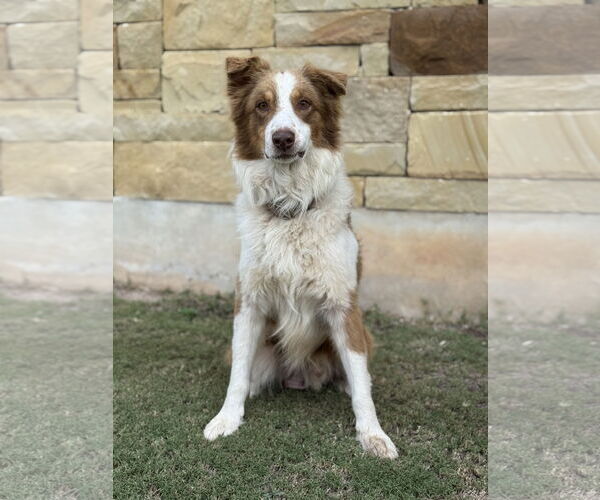 Medium Photo #2 Australian Shepherd Puppy For Sale in PIPE CREEK, TX, USA