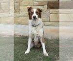 Small #1 Australian Shepherd