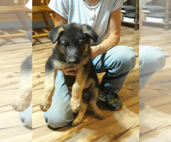 Medium Photo #1 German Shepherd Dog Puppy For Sale in LEWISBURG, TN, USA