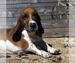 Small #2 Basset Hound