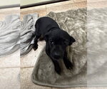 Small Photo #3 Dachshund-Unknown Mix Puppy For Sale in Osgood, IN, USA