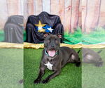Small #19 American Pit Bull Terrier Mix