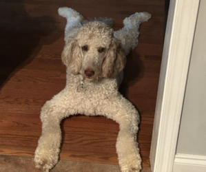 Mother of the Aussiedoodle Miniature -Poodle (Standard) Mix puppies born on 05/10/2026