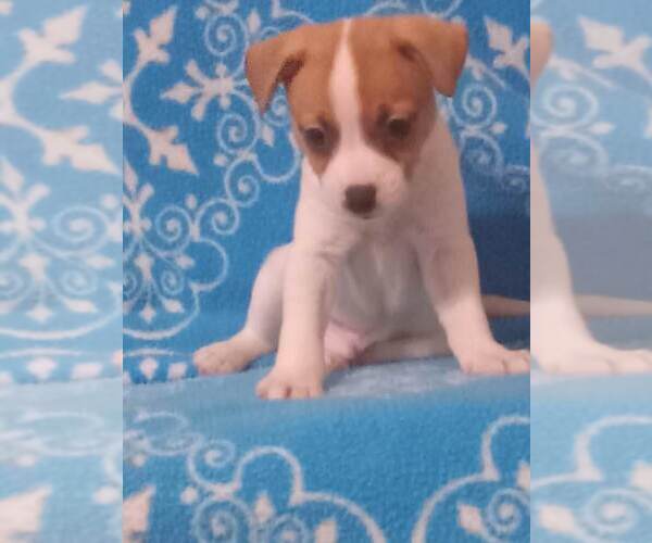 Medium Photo #1 Jack-Rat Terrier Puppy For Sale in UHRICHSVILLE, OH, USA
