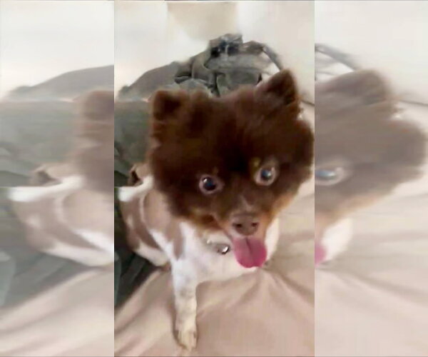 Medium Photo #2 Pomeranian Puppy For Sale in Croydon, NH, USA