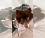 Small #1 Pomeranian