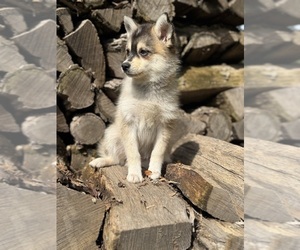 Medium Alaskan Klee Kai-Pomsky Mix