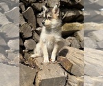 Small Alaskan Klee Kai-Pomsky Mix