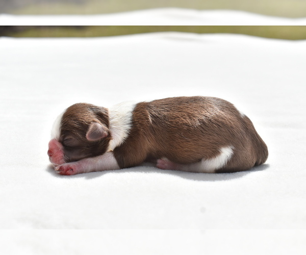 Medium Photo #2 Shih Tzu Puppy For Sale in PALM COAST, FL, USA