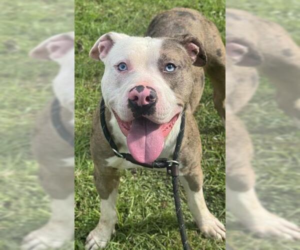 Medium Photo #1 American Staffordshire Terrier Puppy For Sale in Fort Lauderdale, FL, USA