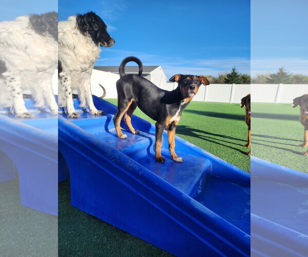 Medium Photo #49 Doberman Pinscher-Unknown Mix Puppy For Sale in Buffalo, MN, USA