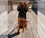 Small #7 Coonhound