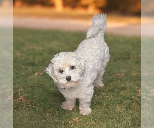 Medium Photo #1 Poodle (Miniature) Puppy For Sale in San Diego, CA, USA