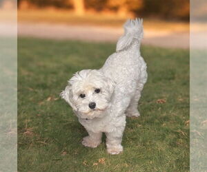 Poodle (Miniature) Dogs for adoption in San Diego, CA, USA